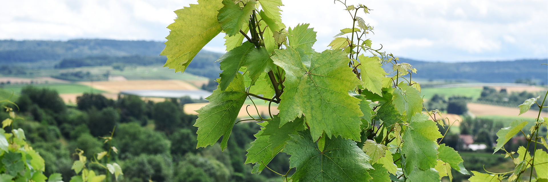 Weingut Heinrich - Blick auf das Weinsberger Tal, hier entstehen Weine im Einklang mit der Natur
